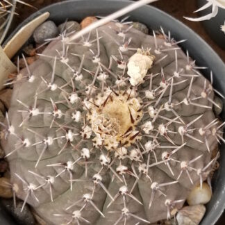 Gymnocalycium pseudoragonesii cactus shown in pot
