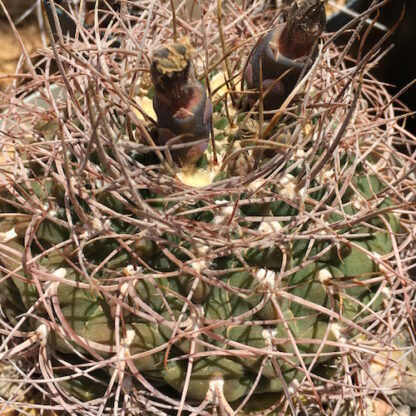 Gymnocalycium weissianum cactus shown in pot