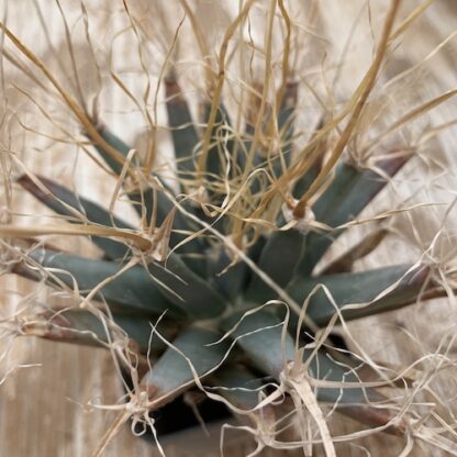 Leuchtenbergia principis cactus shown in pot