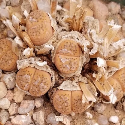 Lithops fulviceps mesemb shown in pot