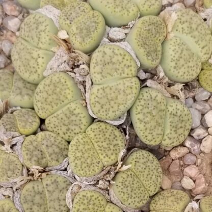 Lithops fulviceps mesemb shown in pot