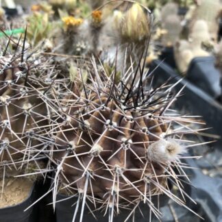 Lobivia aurea cactus shown in pot
