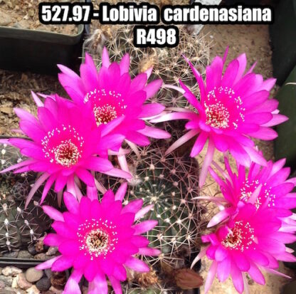 Lobivia cardenasiana cactus shown flowering