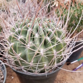 Lobivia ferox cactus shown in pot