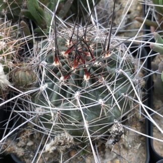 Lobivia haematantha cactus shown in pot