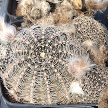 Lobivia haematantha cactus shown in pot