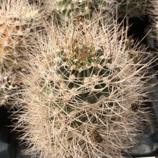 Lobivia lateritia cactus shown in pot
