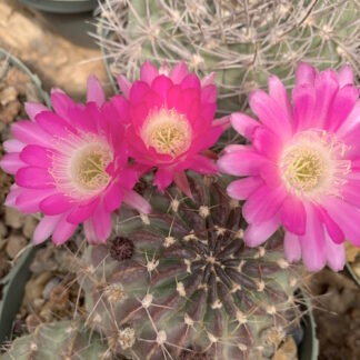 Lobivia pentlandii cactus shown flowering