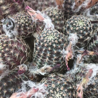 Lobivia pygmaea cactus shown in pot