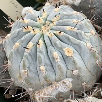 Lobivia thionantha cactus shown flowering