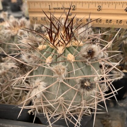 Lobivia thionantha cactus shown in pot