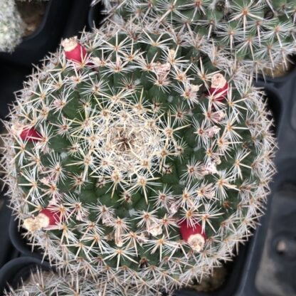 Mammillaria aff brauneana cactus shown in pot