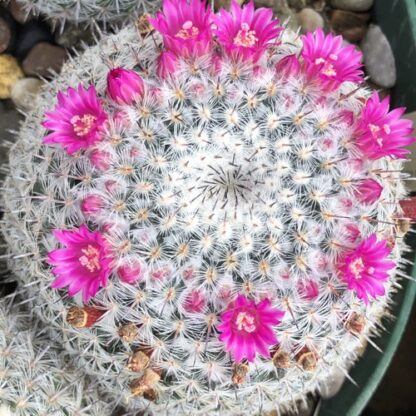 Mammillaria albata cactus shown flowering