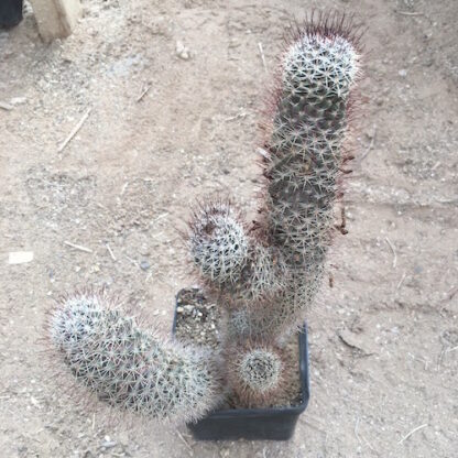 Mammillaria armillata cactus shown in pot