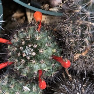 Mammillaria blossfeldiana cactus shown flowering