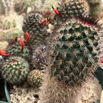 Mammillaria blossfeldiana cactus shown in pot