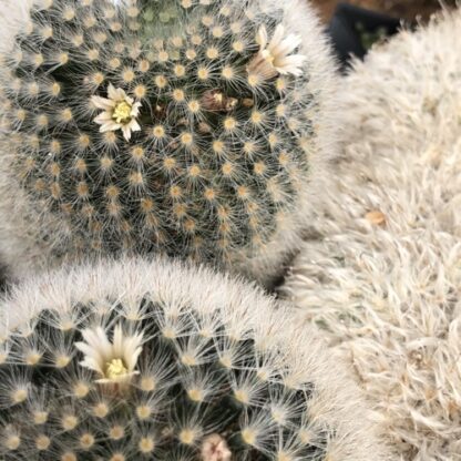 Mammillaria bocasana cactus shown in pot