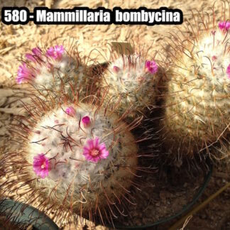 Mammillaria bombycina cactus shown flowering
