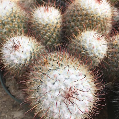 Mammillaria bombycina cactus shown in pot
