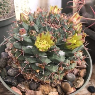 Mammillaria crassimamillis cactus shown flowering
