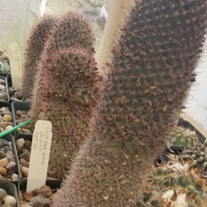 Mammillaria dioica cactus shown in pot