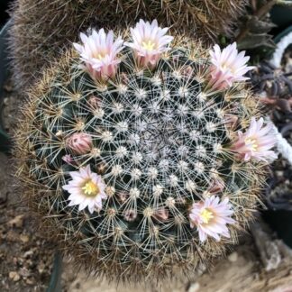 Mammillaria discolor cactus shown flowering