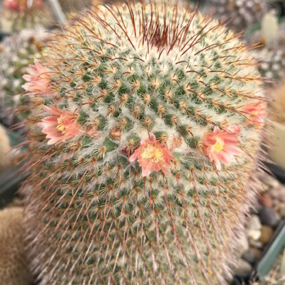 Mammillaria dixanthocentron cactus shown flowering