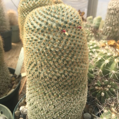Mammillaria dixanthocentron cactus shown in pot