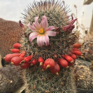 Mammillaria estebanensis cactus shown flowering