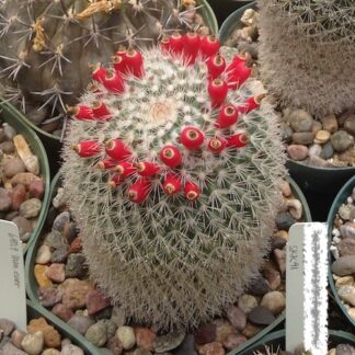 Mammillaria evermanniana cactus shown in pot