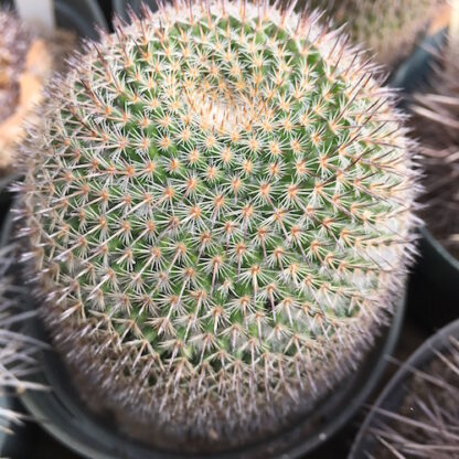 Mammillaria haageana cactus shown in pot
