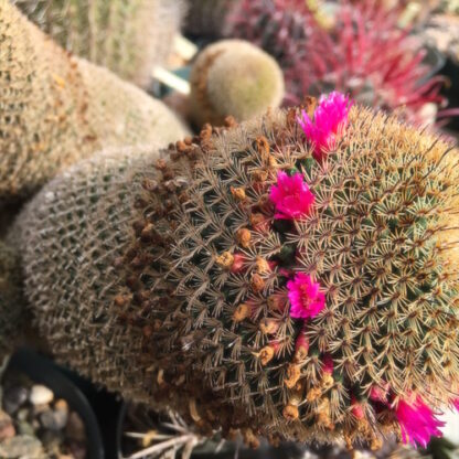 Mammillaria huitzilopochtli cactus shown flowering