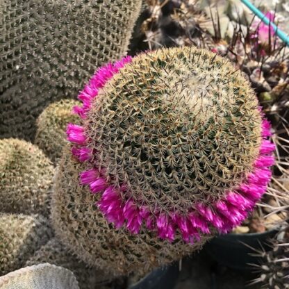 Mammillaria huitzilopochtli cactus shown in pot