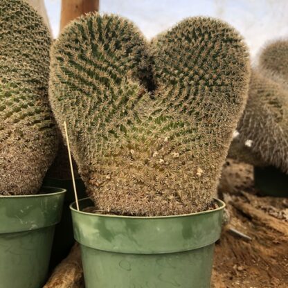 Mammillaria huitzilopochtli cactus shown in pot