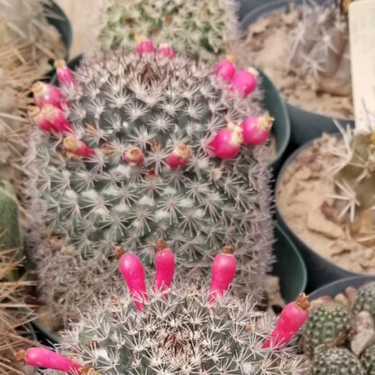 Mammillaria johnstonii cactus shown in pot