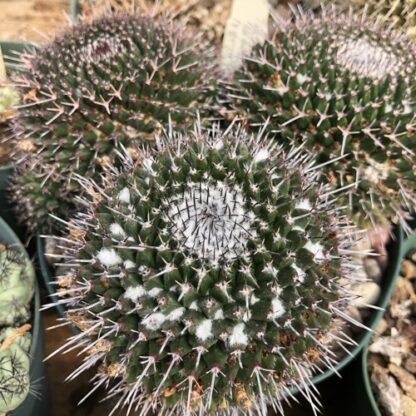 Mammillaria karwinskiana cactus shown flowering