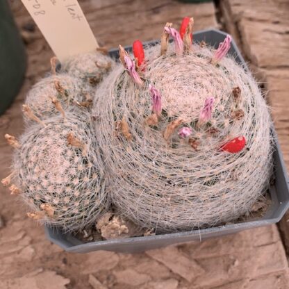 Mammillaria lenta cactus shown in pot