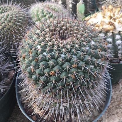 Mammillaria lindsayi cactus shown in pot