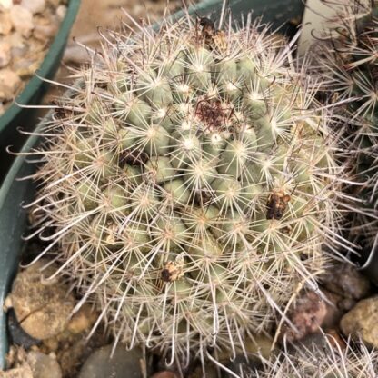 Mammillaria louisae cactus shown flowering