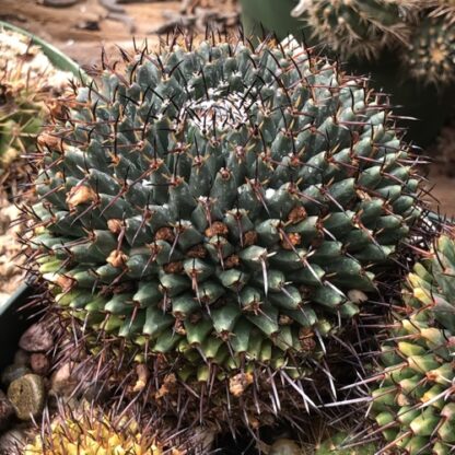 Mammillaria magnimamma cactus shown flowering