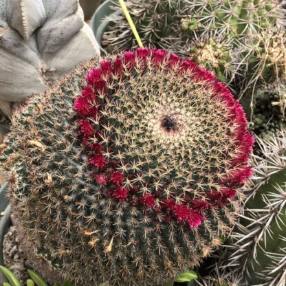 Mammillaria mystax cactus shown flowering