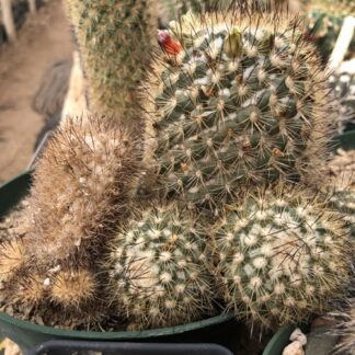 Mammillaria neopalmeri cactus shown flowering
