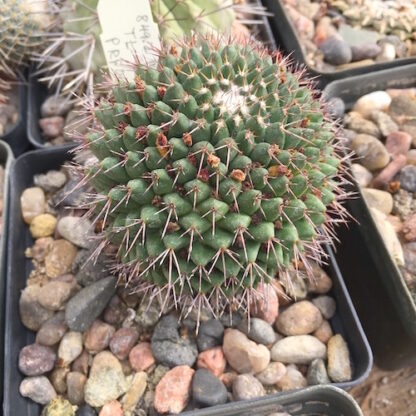Mammillaria polythele cactus shown in pot