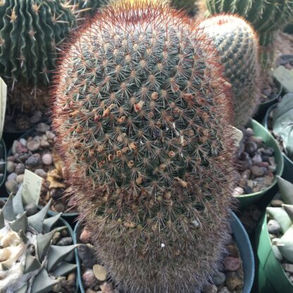 Mammillaria rekoi cactus shown in pot