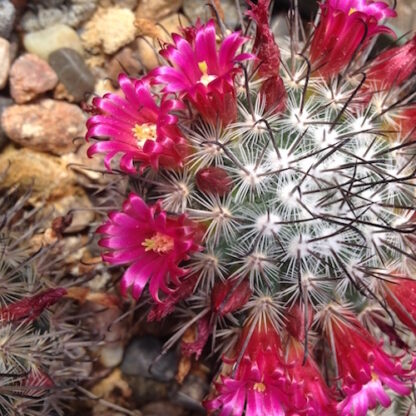 Mammillaria rekoi cactus shown flowering
