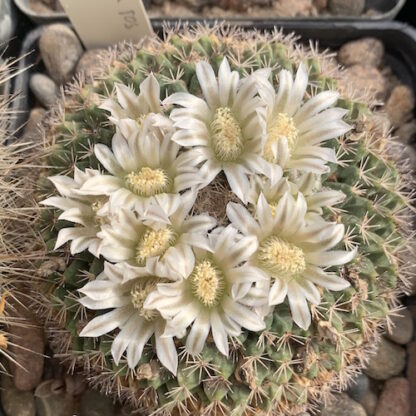 Mammillaria roseo-alba cactus shown flowering