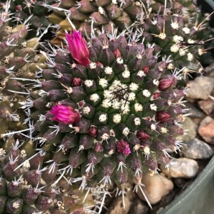 Mammillaria sartorii cactus shown flowering