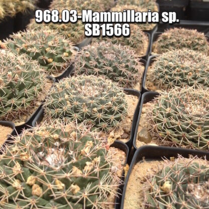 Mammillaria sp cactus shown in pot
