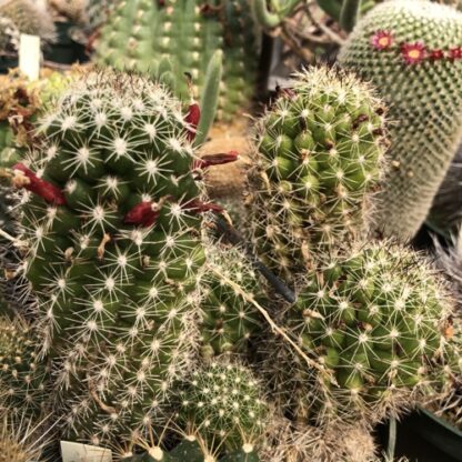 Mammillaria sphacelata cactus shown flowering
