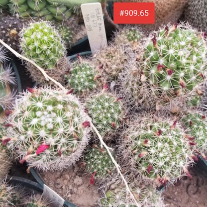 Mammillaria sphacelata cactus shown in pot